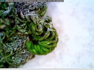 BTax385.Ex1_.Img5_.jpg