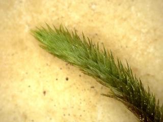 BTax395.Ex1_.Img2_.jpg