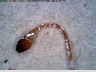 BTax546.Ex1_.Img1_.jpg