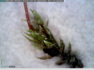 BTax546.Ex1_.Img2_.jpg