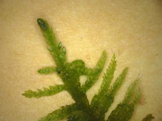 BTax573.Ex4_.Img1_.jpg