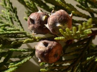 cupressaceae1.jpg