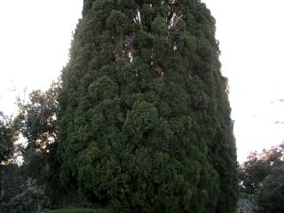 cupressaceae2.jpg