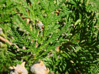 cupressaceae3.jpg
