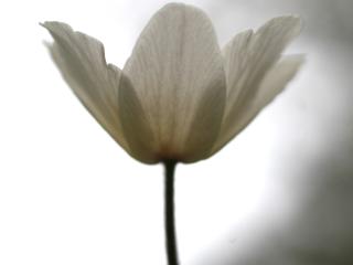 Img.VTax188.ExN.Img15