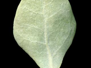 Img.VTax2081.ExN.Img9