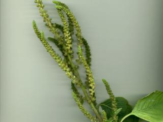 Img.VTax2122.ExN.Img6
