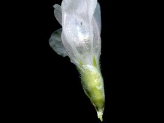 Img.VTax2224.ExN.Img8