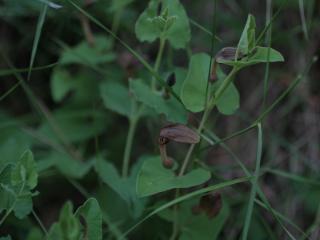Img.VTax286.ExN.Img2