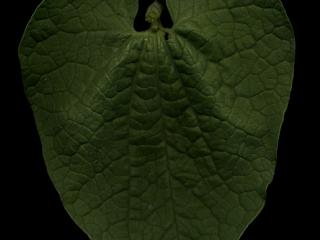 Img.VTax287.ExN.Img8