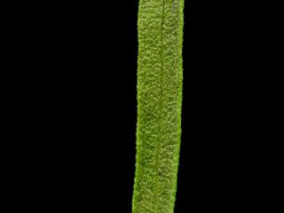 Img.VTax2995.ExN.Img11