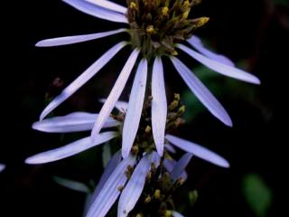 Img.VTax2995.ExN.Img12