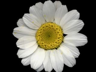 Img.VTax3095.ExN.Img6