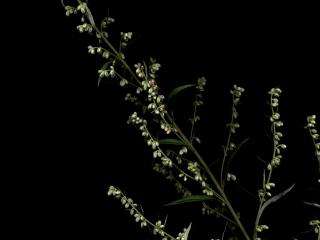 Img.VTax3146.ExN.Img8