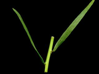 Img.VTax3148.ExN.Img7