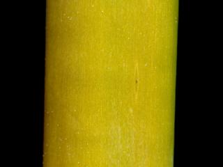 Img.VTax3515.ExN.Img3