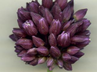 Img.VTax3566.ExN.Img4