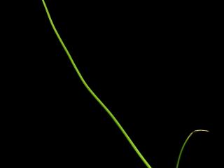 Img.VTax3578.ExN.Img12