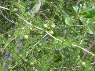 Img.VTax3598.ExN.Img6