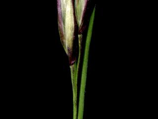 Img.VTax4137.ExN.Img15
