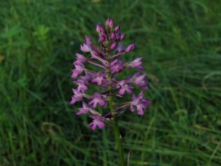 Img.VTax4285.ExN.Img11