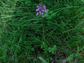 Img.VTax4285.ExN.Img12