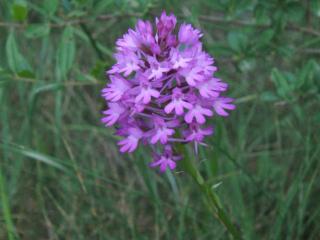 Img.VTax4285.ExN.Img2