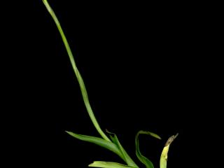 Img.VTax4285.ExN.Img7