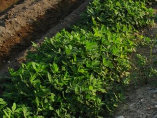 Img.VTax545.ExN.Img2