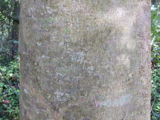 Img.VTax1696.ExN.Img1