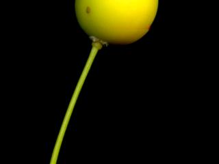 Img.VTax1696.ExN.Img10
