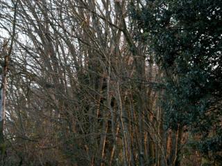 Img.VTax1696.ExN.Img13