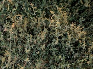 Img.VTax2080.ExN.Img8