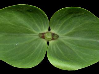 Img.VTax2902.ExN.Img14