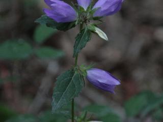 Img.VTax2944.ExN.Img3