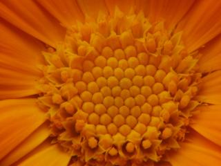 Img.VTax3188.ExN.Img1