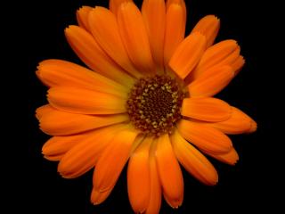 Img.VTax3188.ExN.Img11