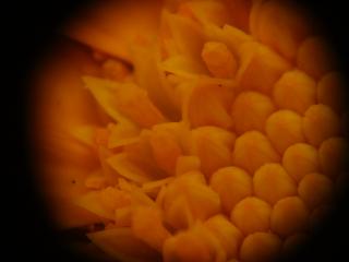 Img.VTax3188.ExN.Img3