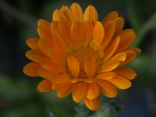 Img.VTax3188.ExN.Img8