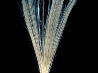 Img.VTax3230.ExN.Img1