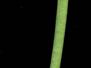 Img.VTax3295.ExN.Img18