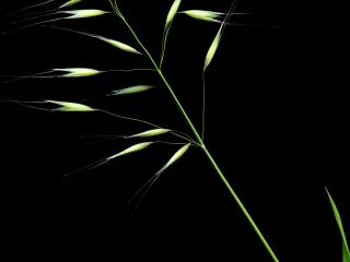 Img.VTax4010.ExN.Img2