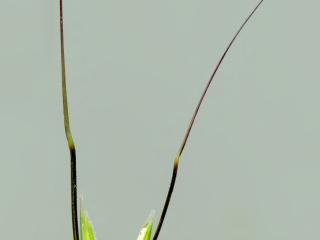 Img.VTax4010.ExN.Img3