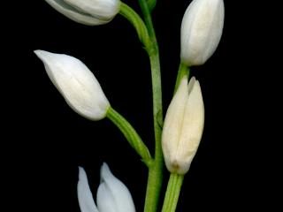 Img.VTax4224.ExN.Img11