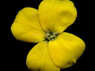 Img.VTax1067.ExN.Img9