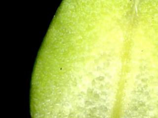 Img.VTax1128.ExN.Img11