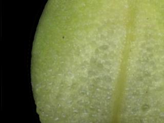 Img.VTax1128.ExN.Img12