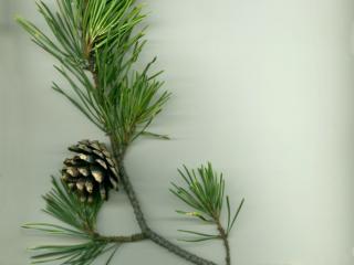Img.VTax121.ExN.Img12