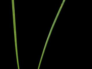 Img.VTax128.ExN.Img12
