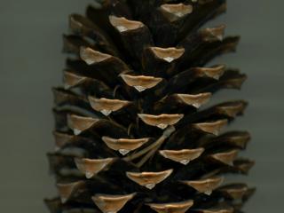 Img.VTax128.ExN.Img6